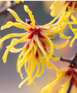 Organická Hamamelová voda (withch hazel hydrolát) VONIAVA 100ml