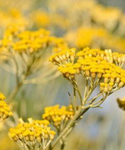 Organická Slamienková voda (helichrysum hydrolát) VONIAVA 100ml